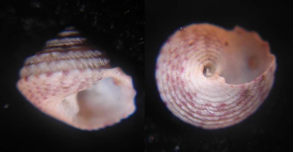 Gibbula guttadauri???